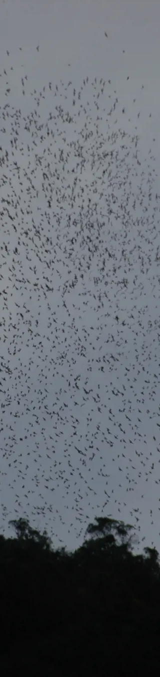 Unter den Fledermaus-Schwärmen der Höhlen von Gunung Mulu